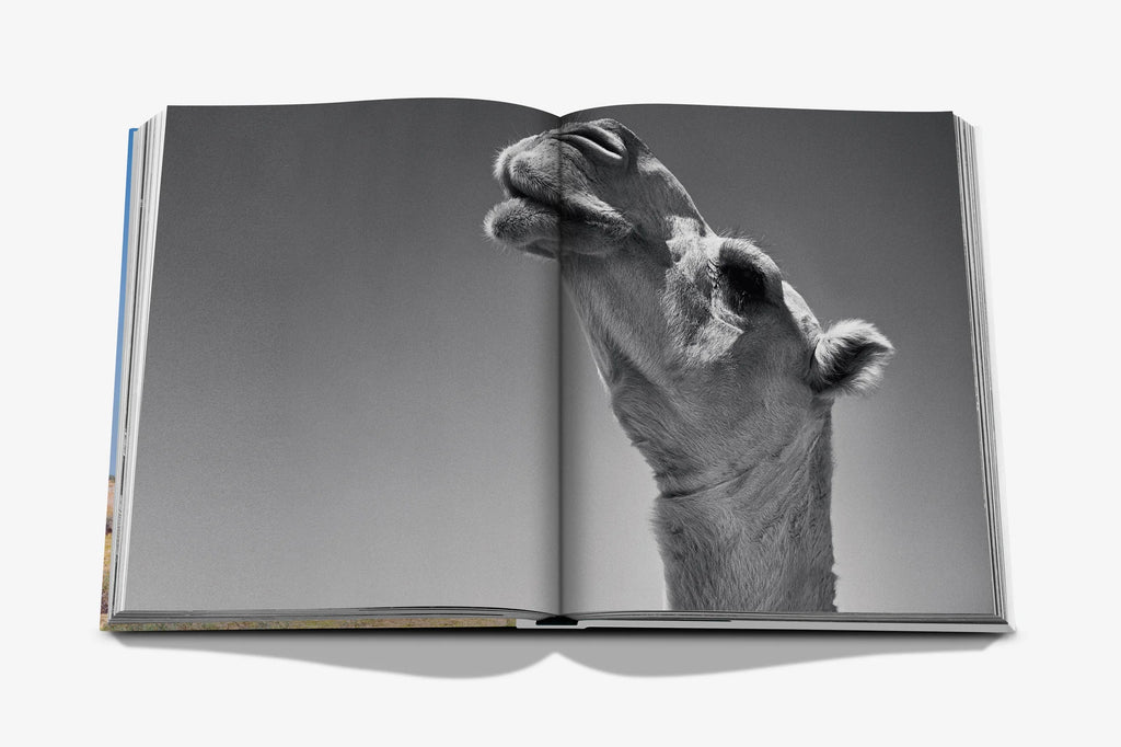 Camels from Saudi Arabia (Classic) Book